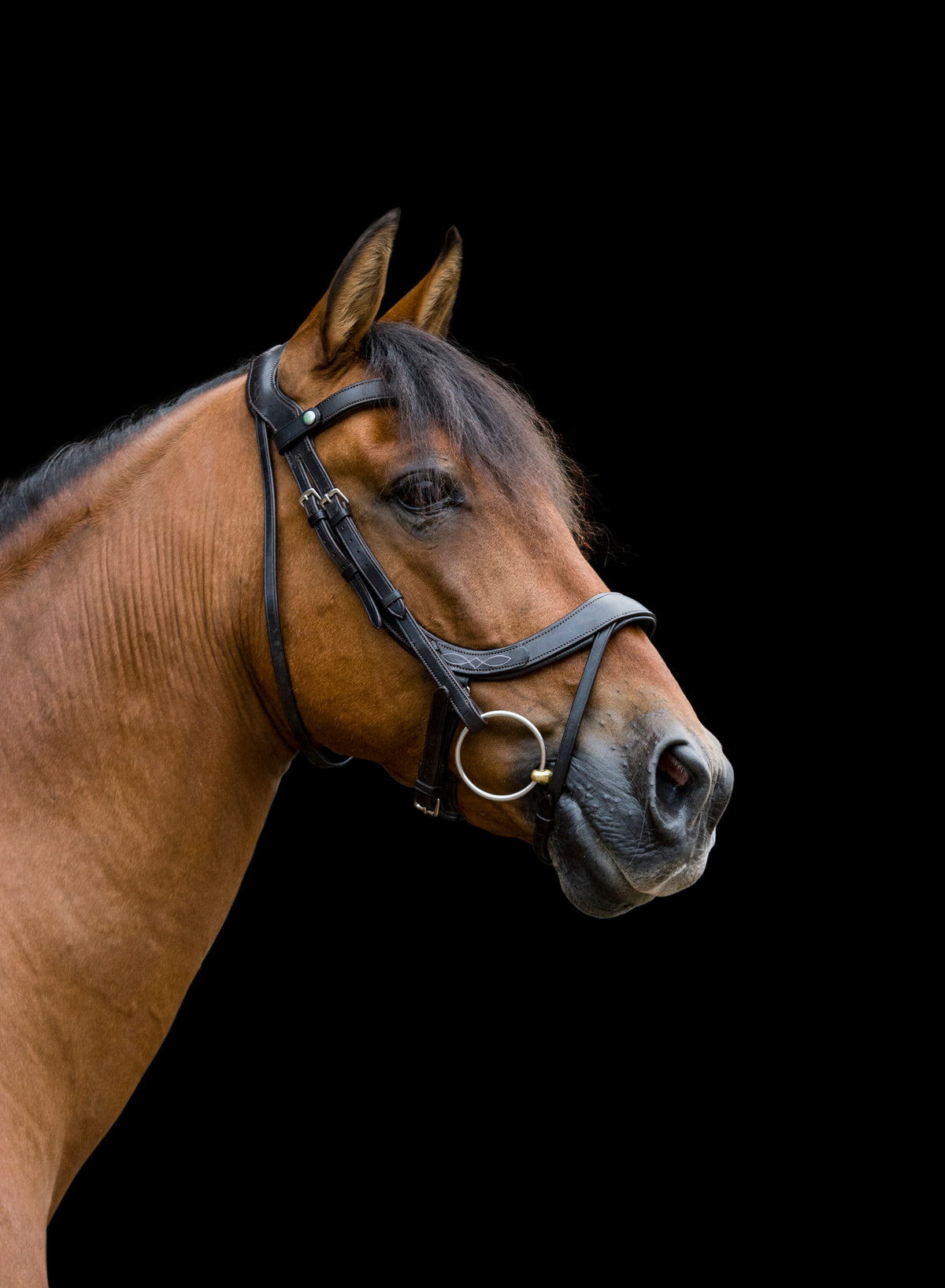 Freedom Comfort Bridle